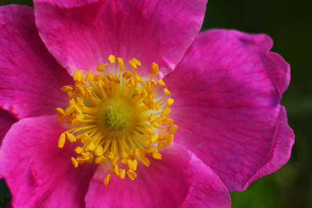 Pink blossom of hips close upの写真素材