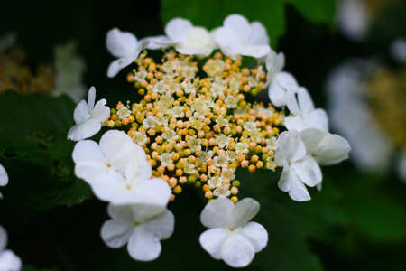 Flowering viburnum closeup in the springの写真素材