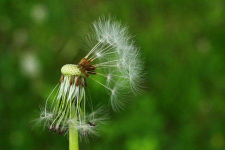 White dandelion on a green background
