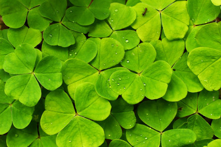 Beautiful green leaves as a symbol of fauna and natureの写真素材