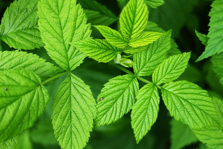 Young raspberry leaves close up