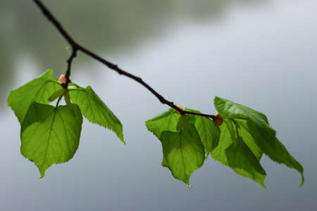 Beautiful leaves closeup and lake