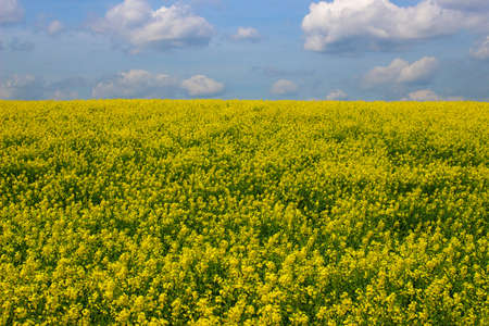 Beautiful scenery with yellow rape