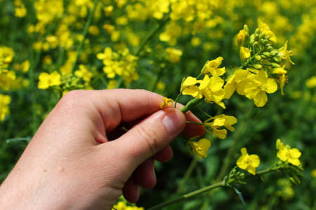 Hand holding a flower rape