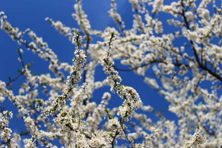Blossom of a tree on the background of a blue skyの写真素材