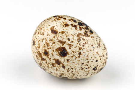 One quail egg on a white background.の写真素材