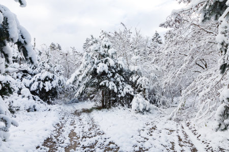 beautiful winter landscape. forest in winter.の写真素材