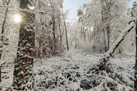 beautiful winter landscape. forest in winter.の写真素材