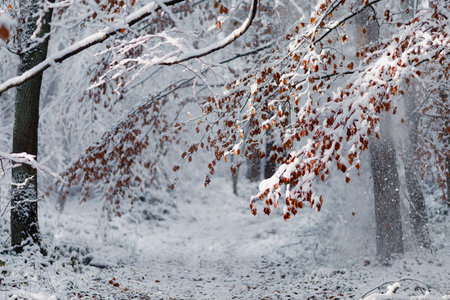 beautiful winter landscape. forest in winter.の写真素材
