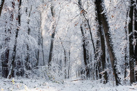 beautiful winter landscape. forest in winter.の写真素材