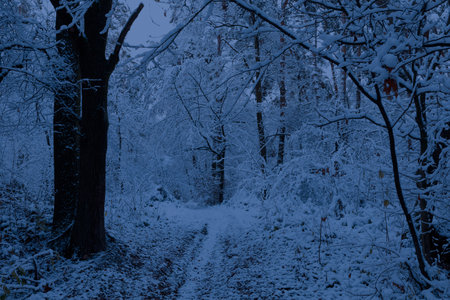 Moonlight night in winter wood. Scenic night landscapeの写真素材