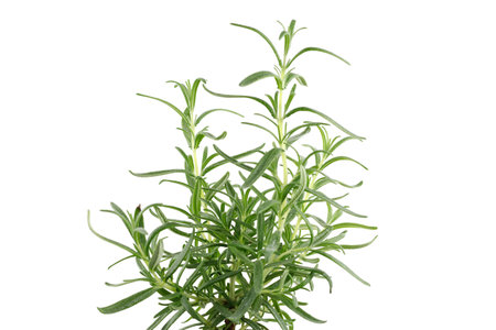 Rosemary green on bloom isolate. Rosemary fresh seasoningの写真素材
