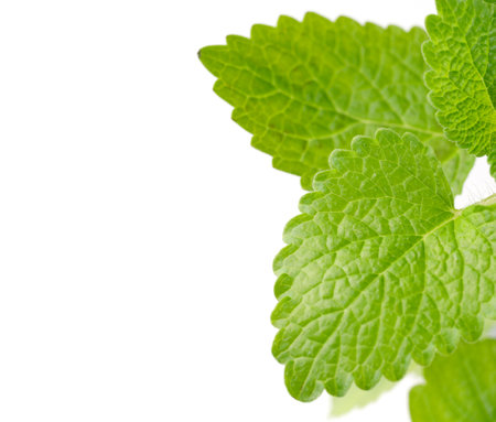 Melissa green leaf on white isolate. fresh mint on white backgroundの写真素材