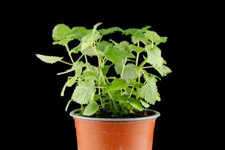 Melissa grows in a pot. Melissa on a black backgroundの写真素材