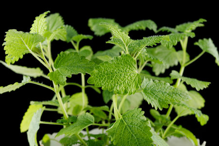Melissa grows in a pot. Melissa on a black backgroundの写真素材