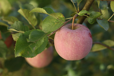 Red apples grow on a tree in the garden.の写真素材