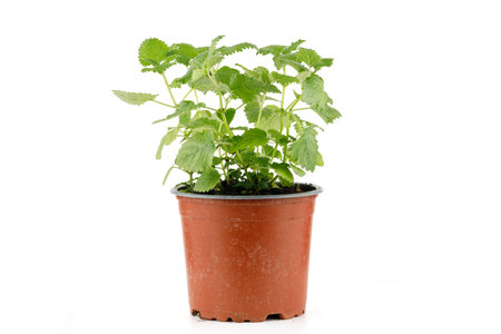 Melissa grows in a pot of isolates. Lemon balm herb growing in a terracotta potの写真素材