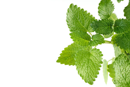 Melissa green leaf on white isolate. mint leaves isolatedの写真素材
