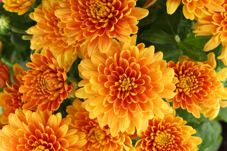 Orange chrysanthemum flowers. Chrysanthemums close-up.の写真素材