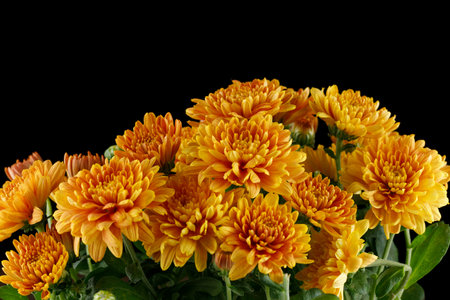 Orange chrysanthemum flowers. Chrysanthemums close-up.の写真素材