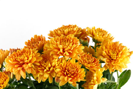 Orange chrysanthemum flowers. Chrysanthemums on white isolate.の写真素材