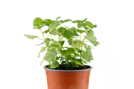 Melissa grows in a pot of isolates. Lemon balm herb growing in a terracotta potの写真素材