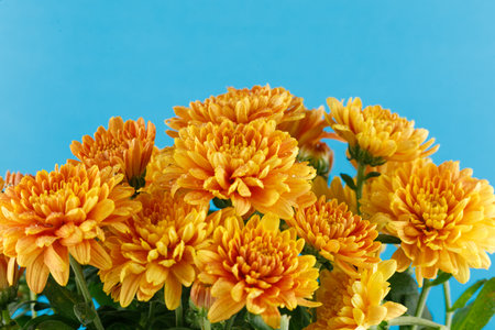 Orange chrysanthemum flowers. Chrysanthemums close-up.の写真素材