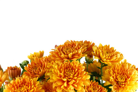 Orange chrysanthemum flowers. Chrysanthemums on white isolate.の写真素材