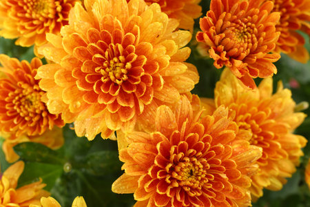 Orange chrysanthemum flowers. Chrysanthemums close-up.の写真素材