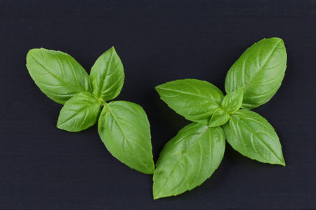 Fresh green basil on a black backgroundの写真素材
