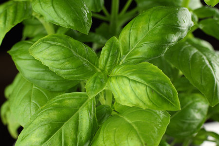 basil fresh on a black background. basil plant close-up. basil leaves on the bush.の写真素材