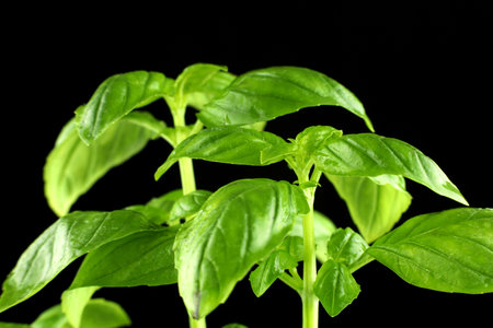 basil fresh on a black background. basil plant close-up. basil leaves on the bush.の写真素材