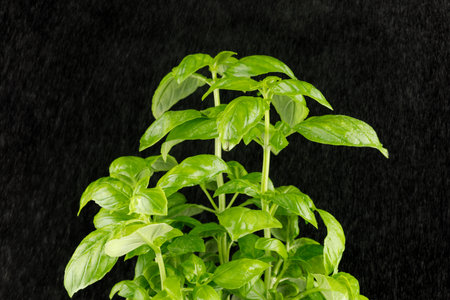 basil fresh on a black background. basil plant close-up. basil leaves on the bush.の写真素材