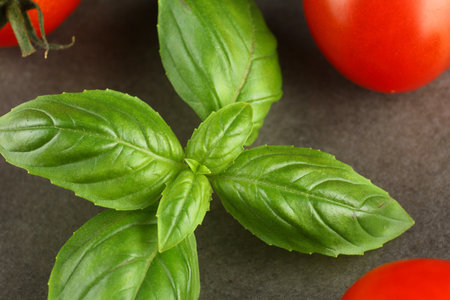 basil and tomato cherry. Tomato and basil greens.の写真素材