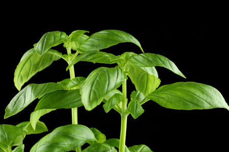 basil fresh on a black background. basil plant close-up. basil leaves on the bush.の写真素材