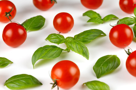 basil and tomato cherry. Tomato and basil greens.の写真素材