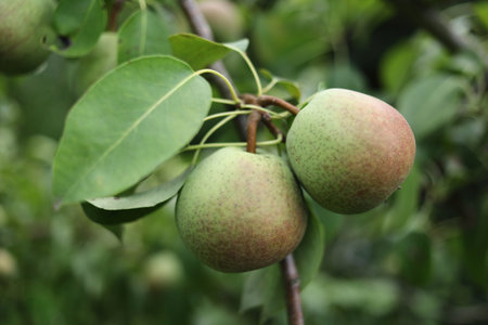 Pears ripen on the treeの写真素材