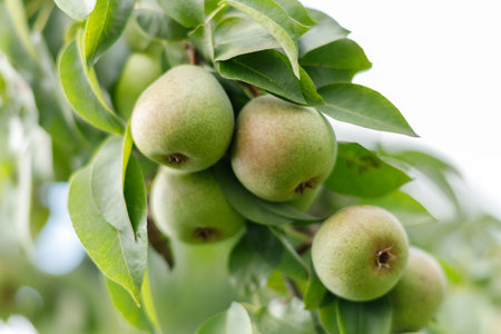 Pears ripen on the treeの写真素材