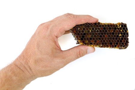 Bee pollen in honeycomb isolates. Bee pollen is a bee product from an apiary.の写真素材