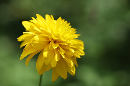 A yellow flower with small petalsの写真素材