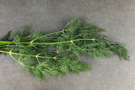 Green dill with leaves close-upの写真素材