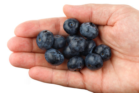 Blueberry in the hand isolatesの写真素材