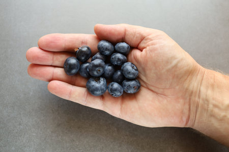 A blueberry in the hand. blueberry in palmの写真素材