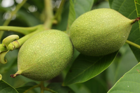 Green walnut growing on a tree close-upの写真素材