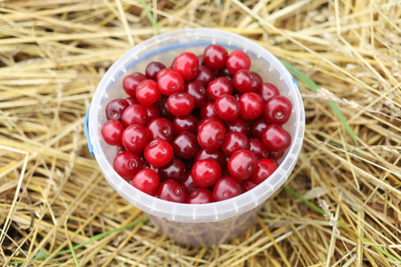 A cherry in a bucket. Red cherry harvest.の写真素材