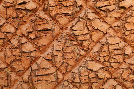 The terracotta surface is old and cracked.の写真素材