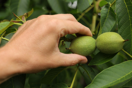 A green walnut is plucked by a handの写真素材