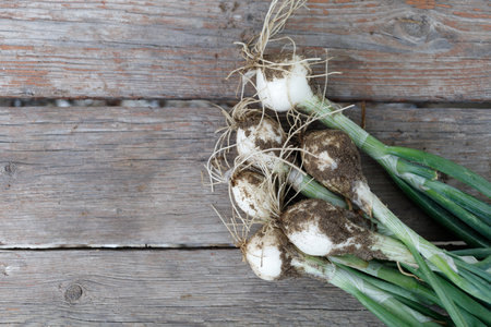 greenonion. Onion harvest close-upの写真素材