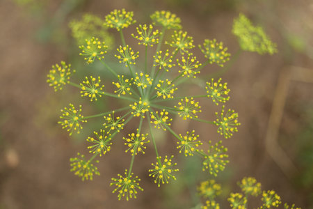 Dill flowering in the gardenの写真素材
