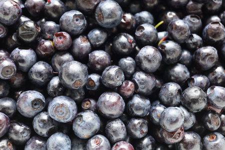 blueberry close-up. Dark blueberry.の写真素材